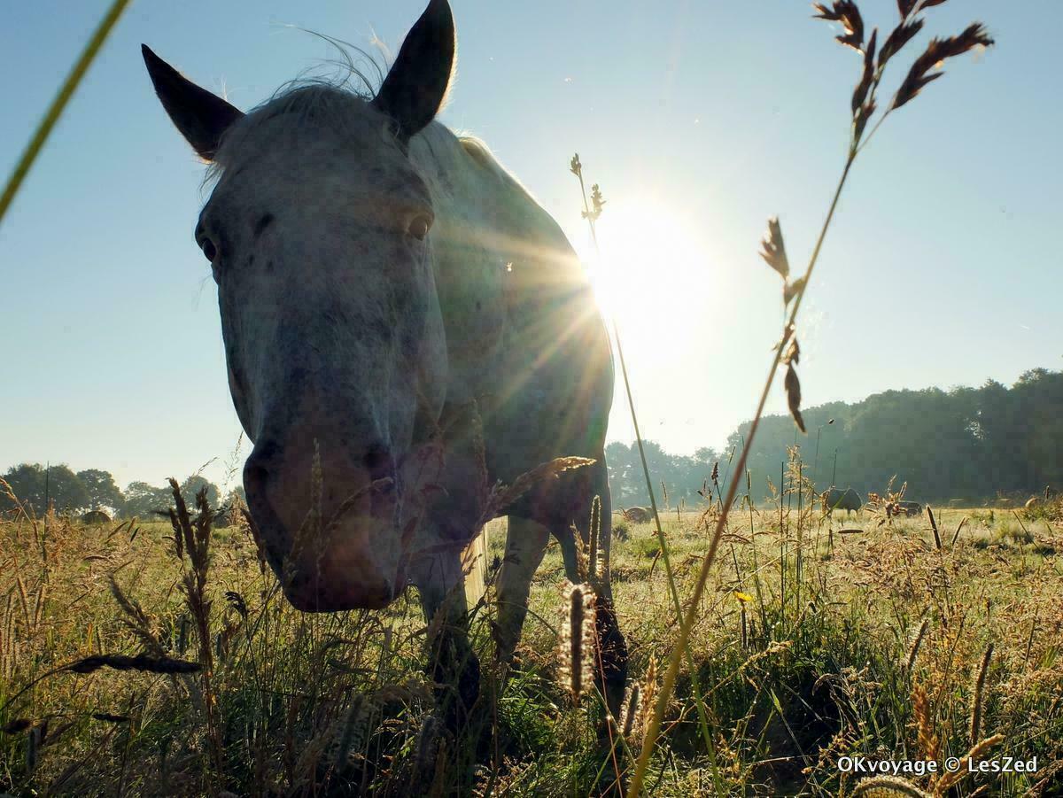 Cheval de Normandie / L'Orée du Perche - Normandie