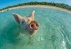 Cochon des Bahamas