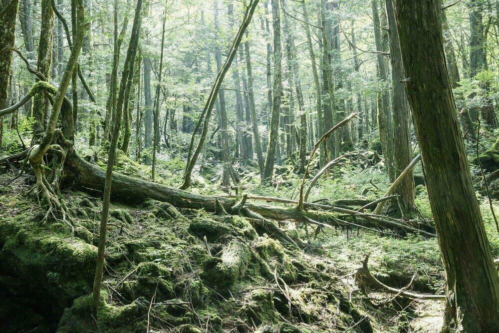 Forêt hantée de Aokigahara, Japon