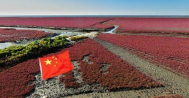 Plage rouge de Panjin en Chine