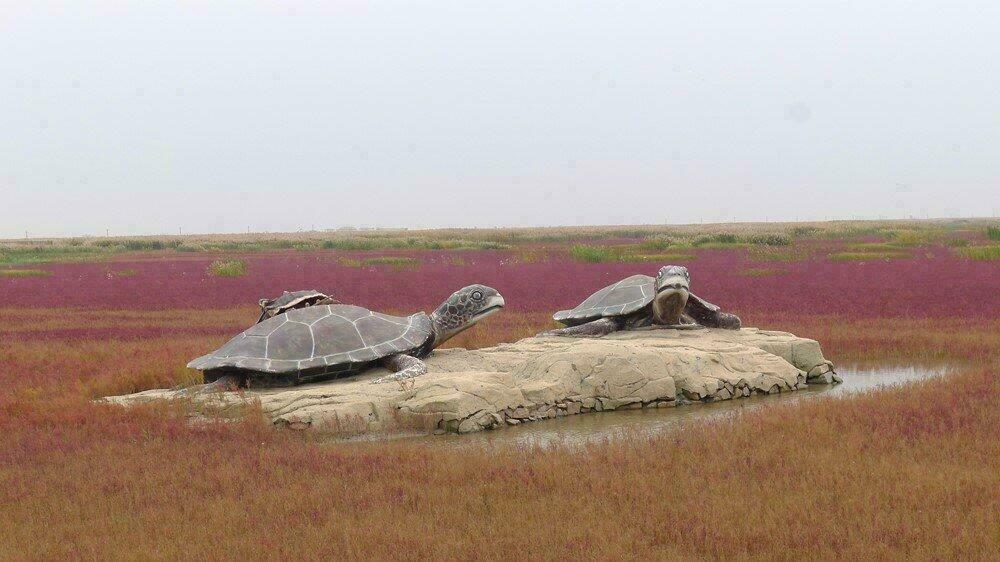 Tortues sur la plage rouge de Panjin