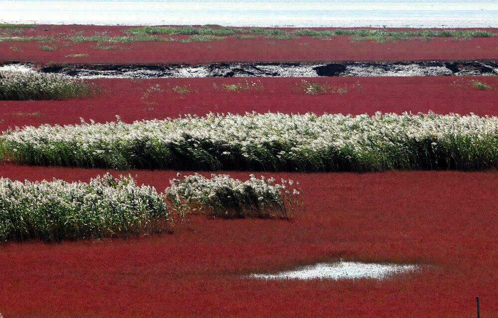 La plage de Panjin n'est pas faite pour se baigner