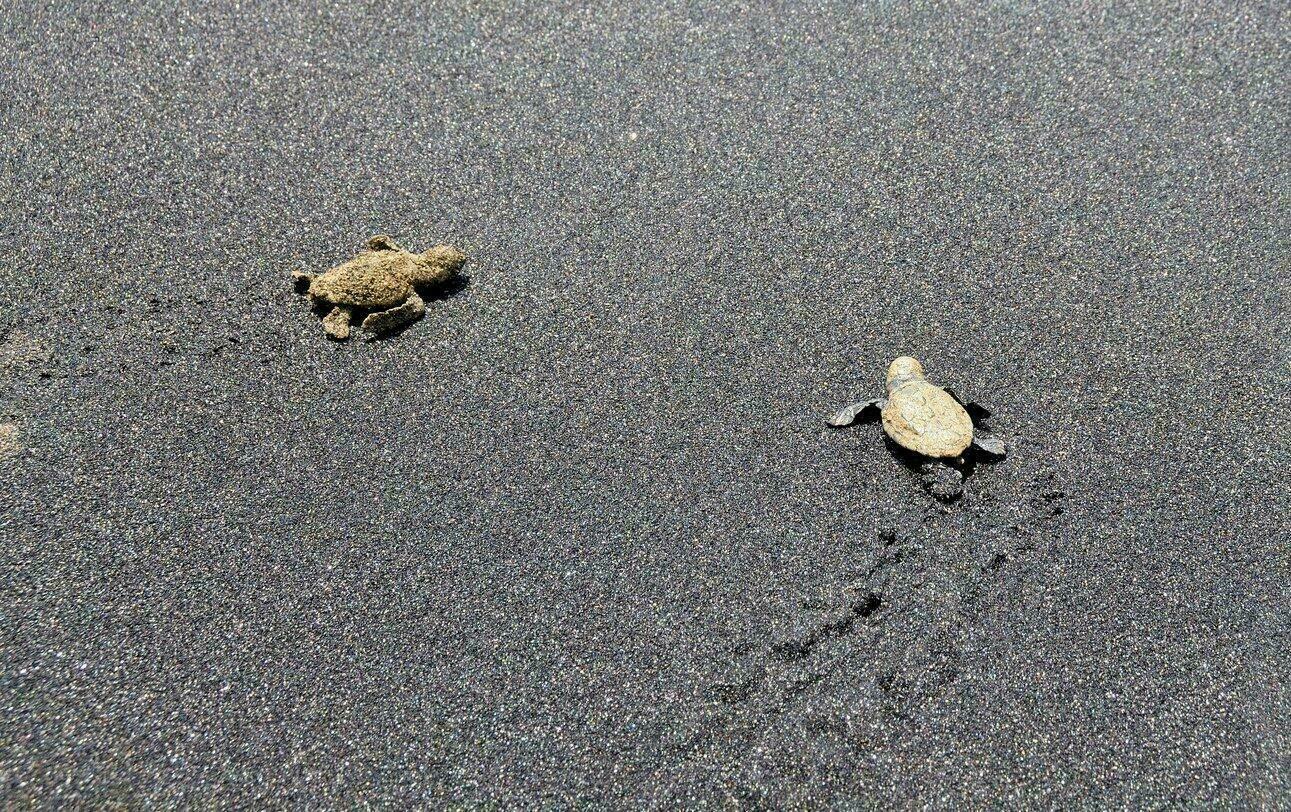 Bébés tortues caretta caretta