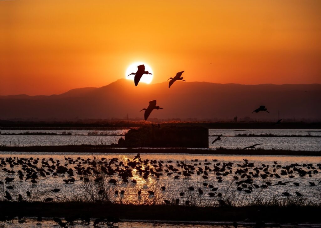 Parc naturel d'Albufera au coucher de soleil, près de Valence