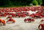 Les crabes rouges de Christmas Island