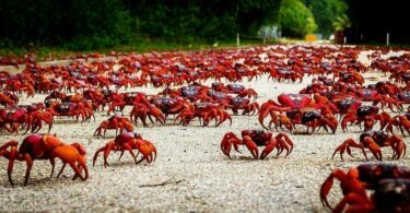 Les crabes rouges de Christmas Island