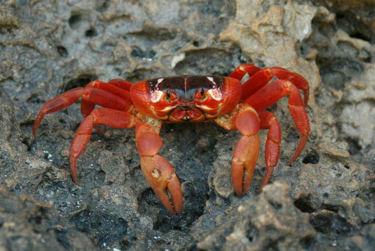 Crabe rouge Gecarcoidea Natalis
