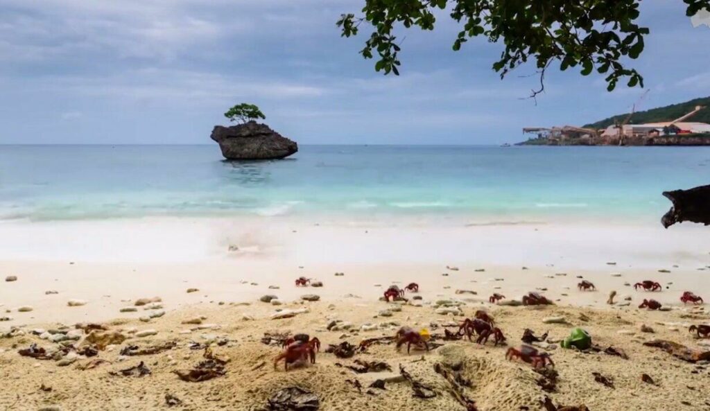Ile Christmas l'incroyable île aux crabes
