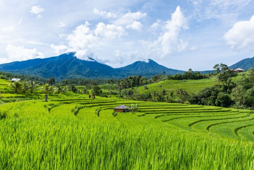 Rizières en terrasses de Jatiluwih à Bali