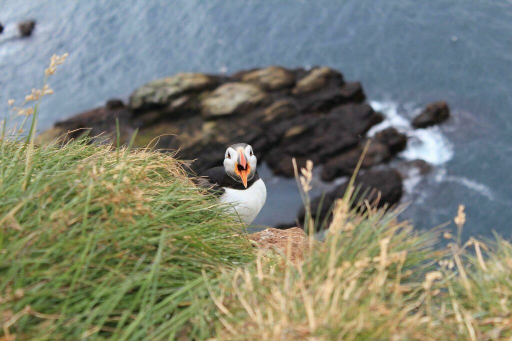 Macareux à Latrabjarg