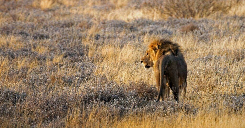 Lion dans le parc national d’Etosha