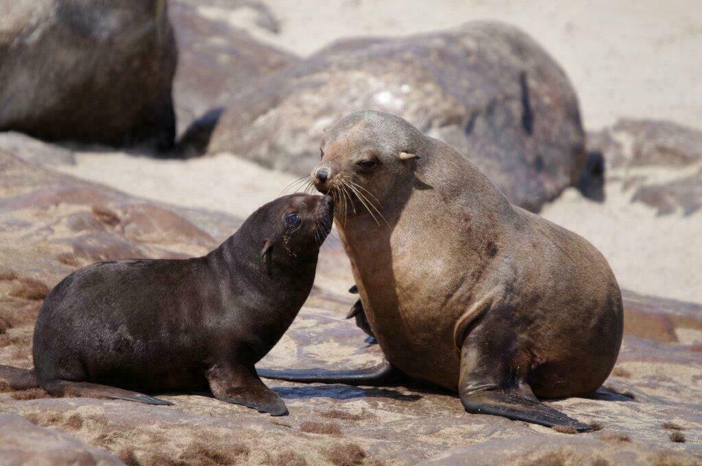 Otaries du Cap Cross