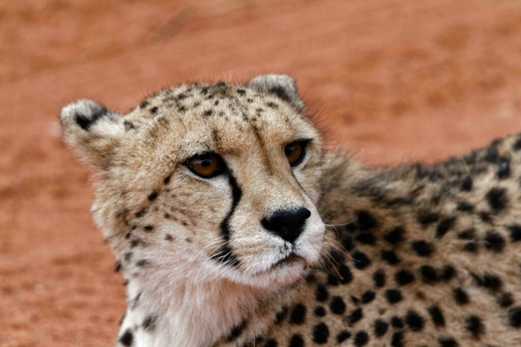 Guepard de Namibie