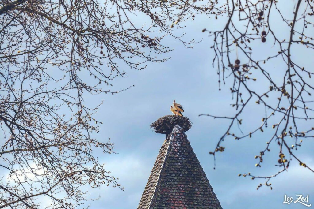 Cigognes en Alsace, à Turckheim