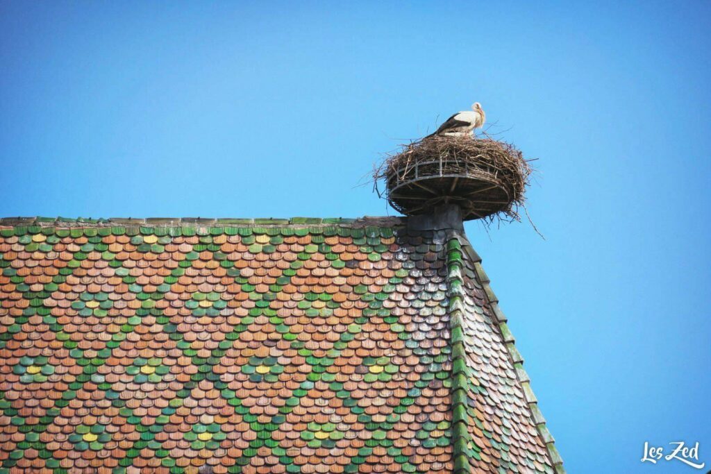 Cigognes en Alsace, à Colmar