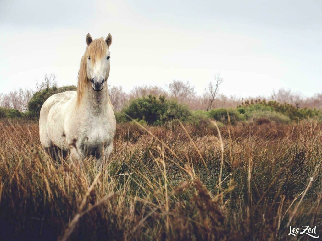 Cheval semi-sauvage en Camargue