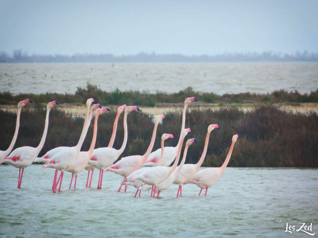 Flamants roses en Camargue