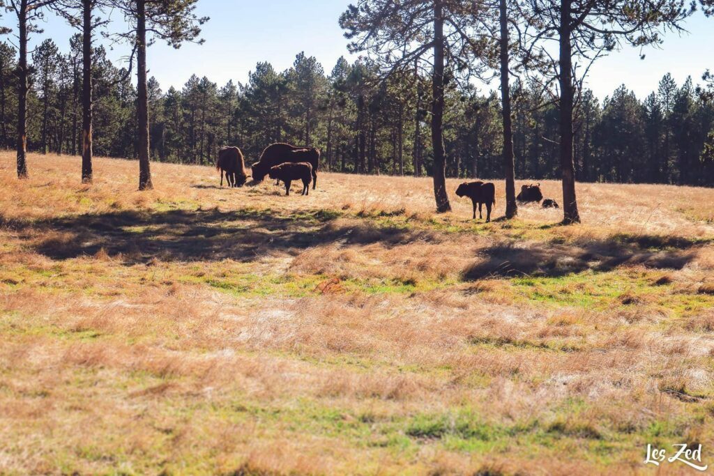 Bisons en semi liberté en Lozère