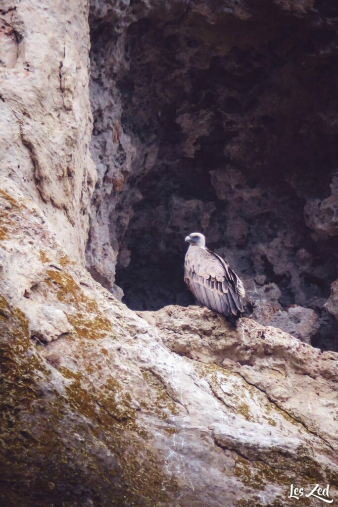 Vautour dans les Gorges du Tarn