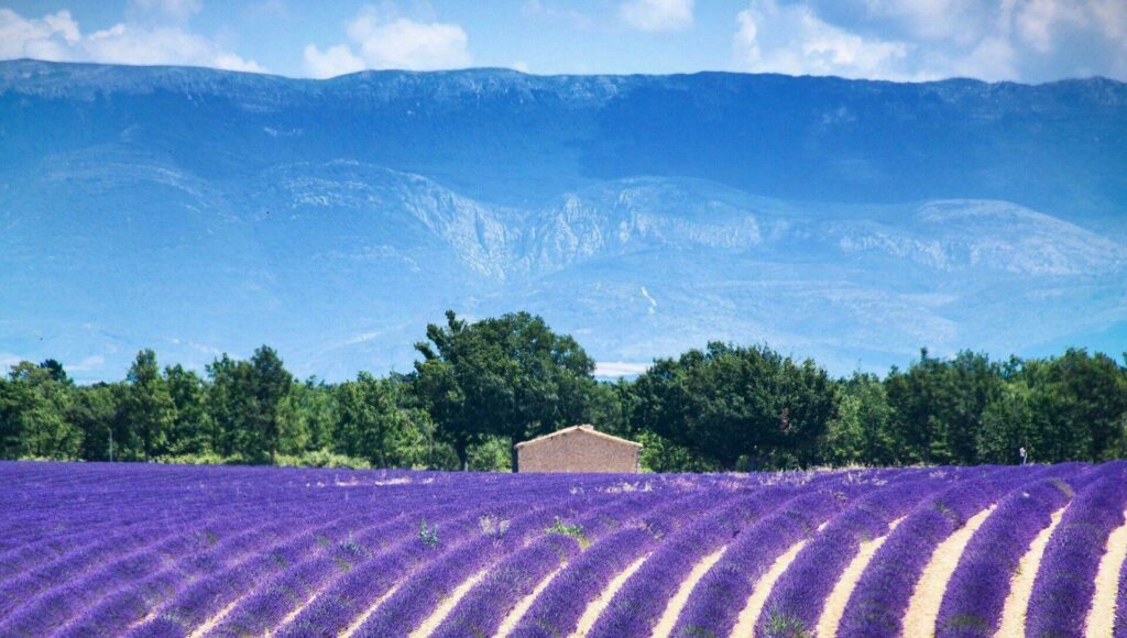 Valensole, dans les Alpes-de-Haute-Provence