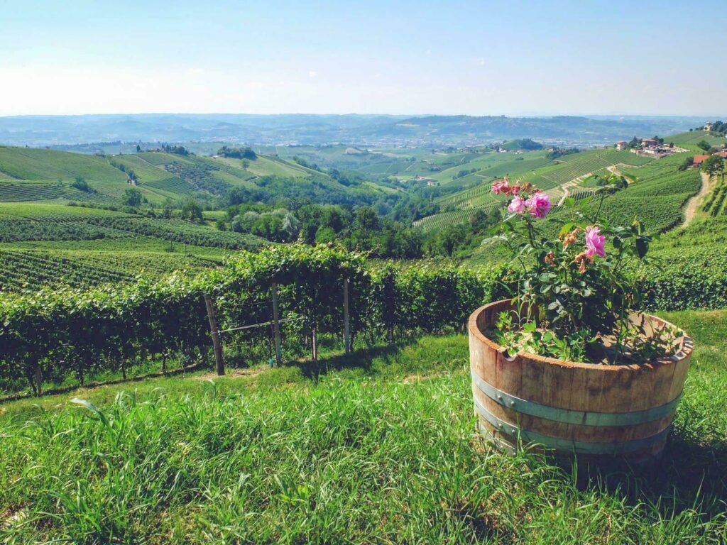 Paysage typique des Langhe