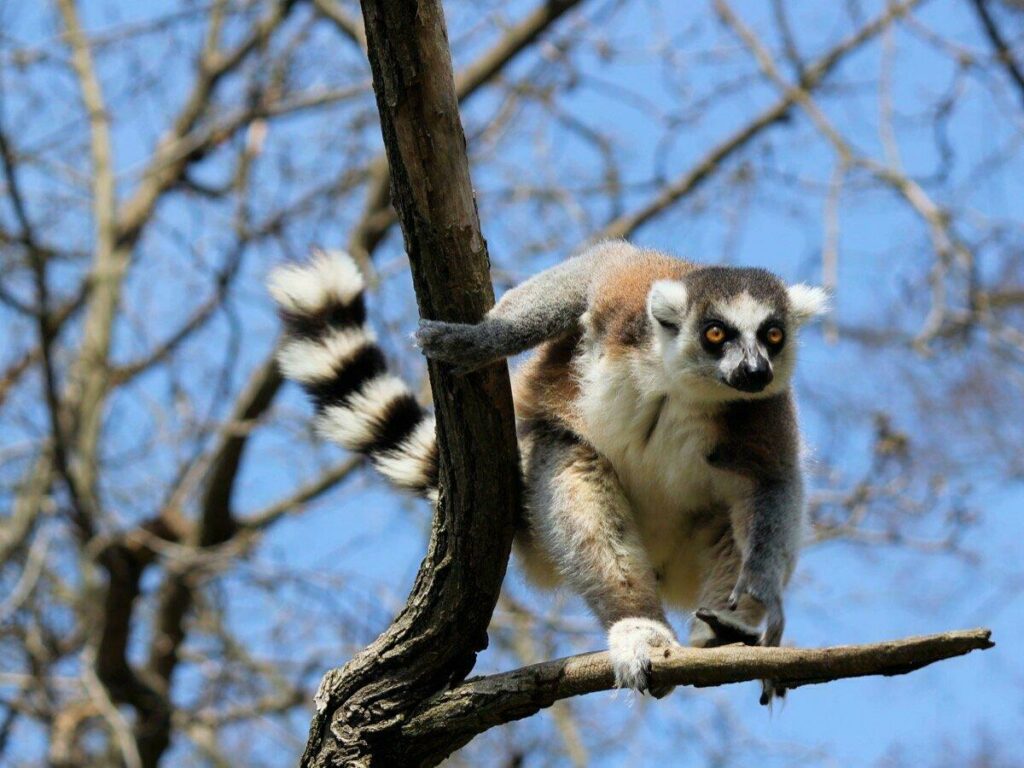 Lémurien de Madagascar