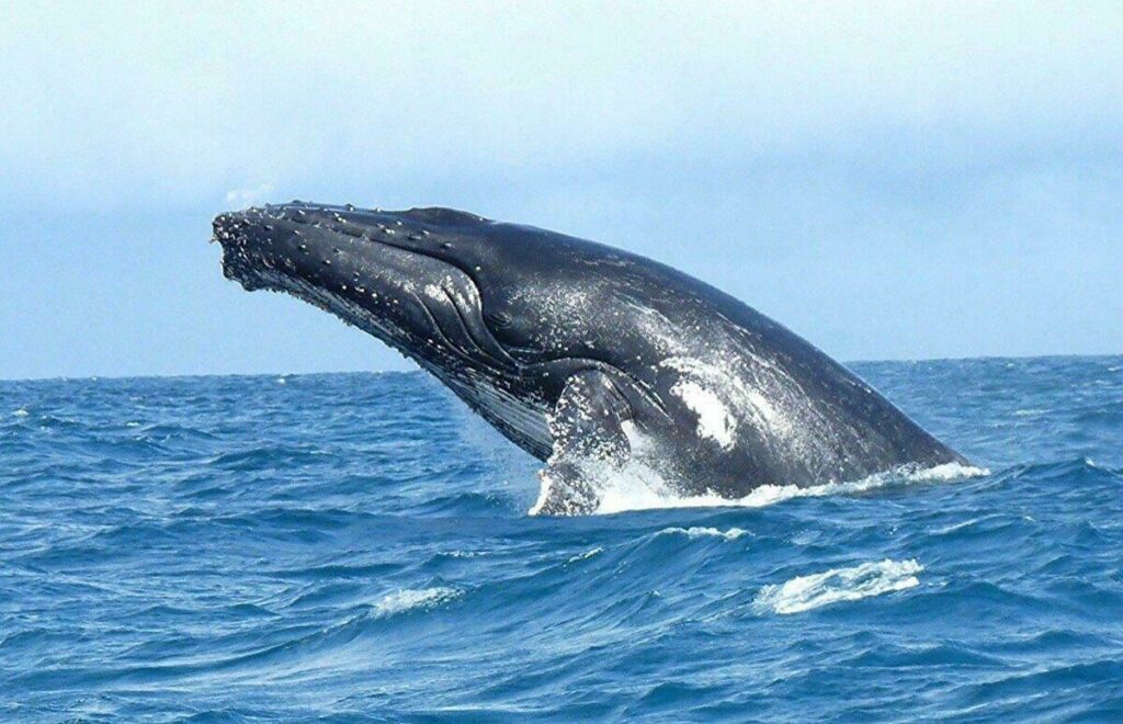 Humpback whale in Sainte Marie