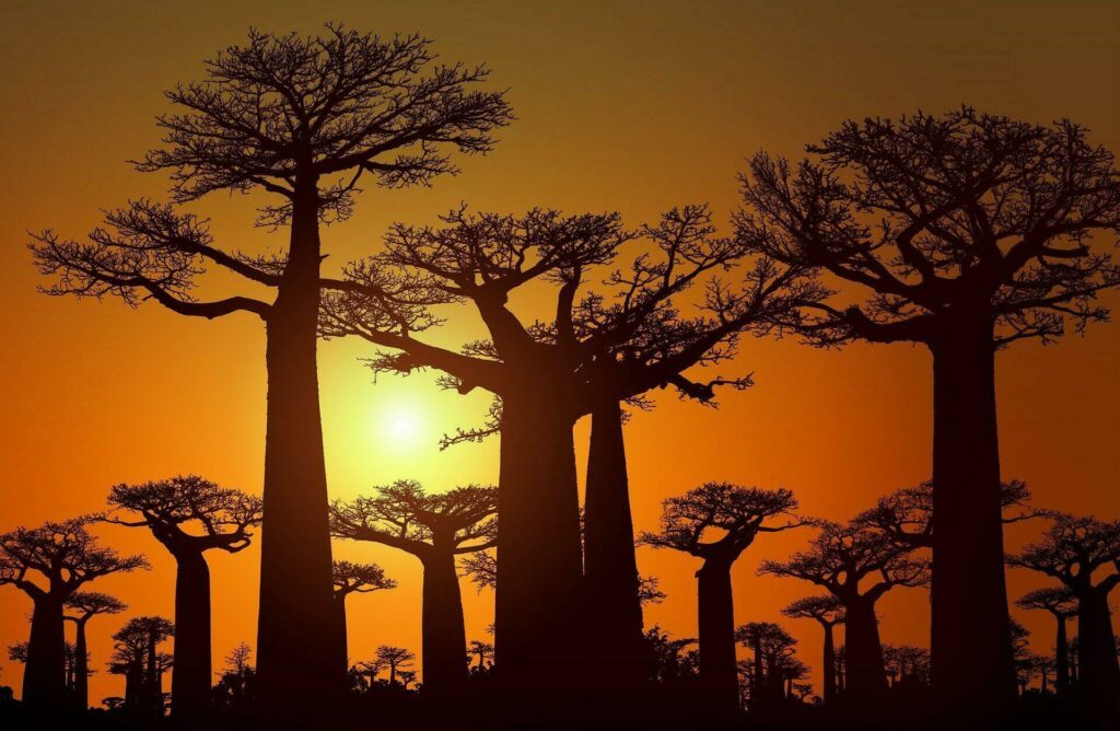 Morondava'daki Baobablar Sokağı
