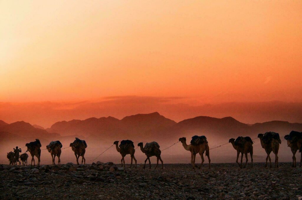 Les caravanes de sel en Ethiopie