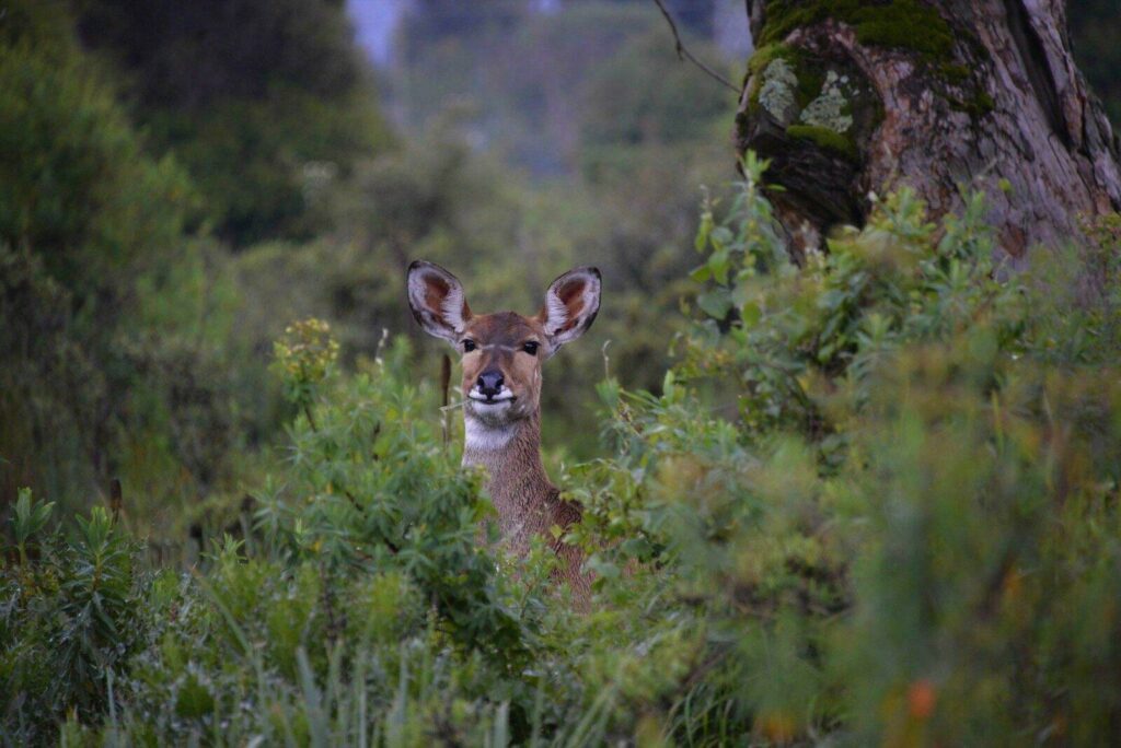Antilope du parc national du Balé