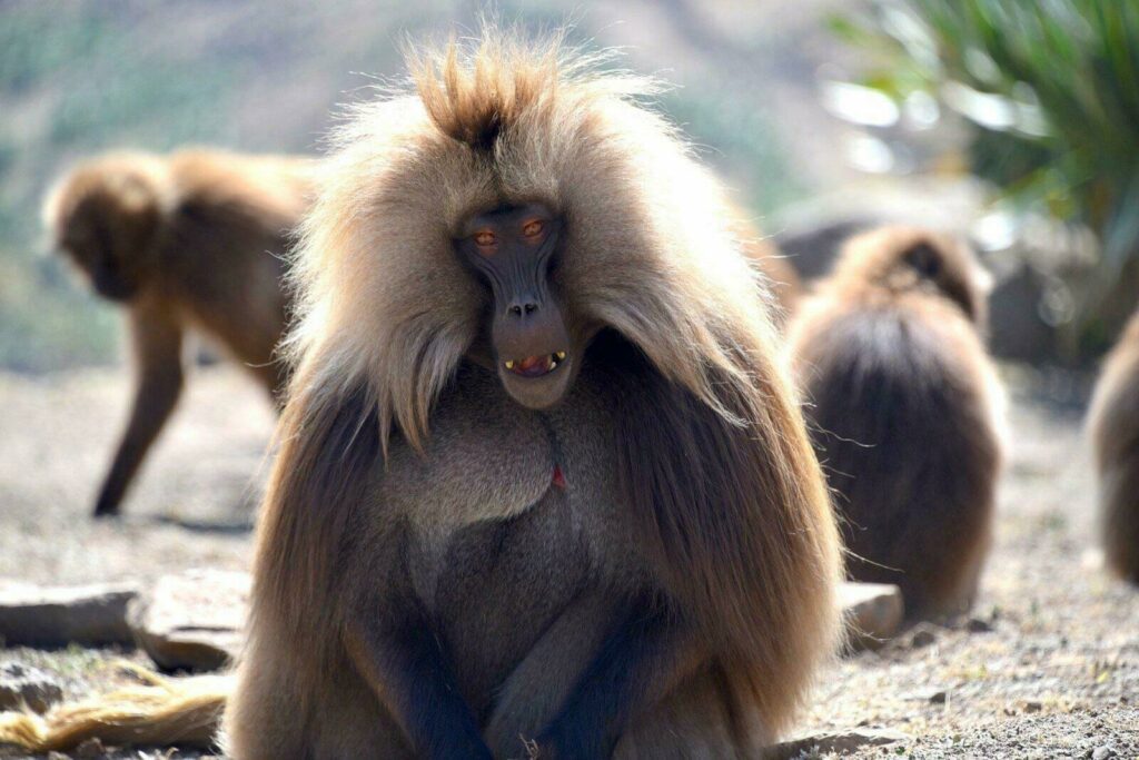 Babouins Géladas du parc national du Simien