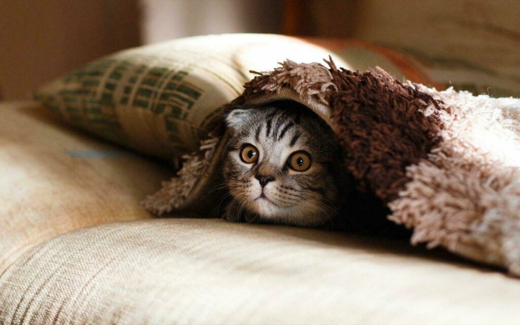 Chat trop mignon à la maison