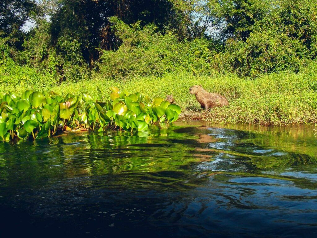des capybaras, animaux semi-aquatiques 
