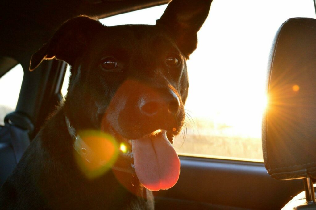 Voyager en voiture avec son chien