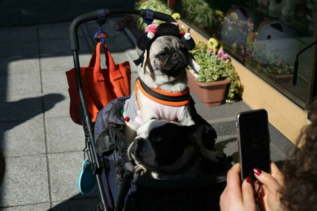 S'organiser pour voyager avec son chien