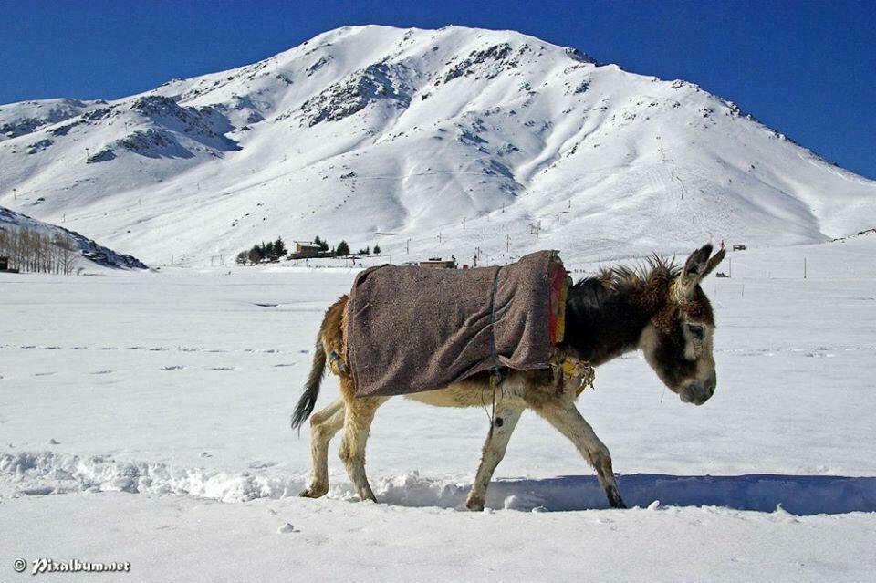 ane maroc à la neige