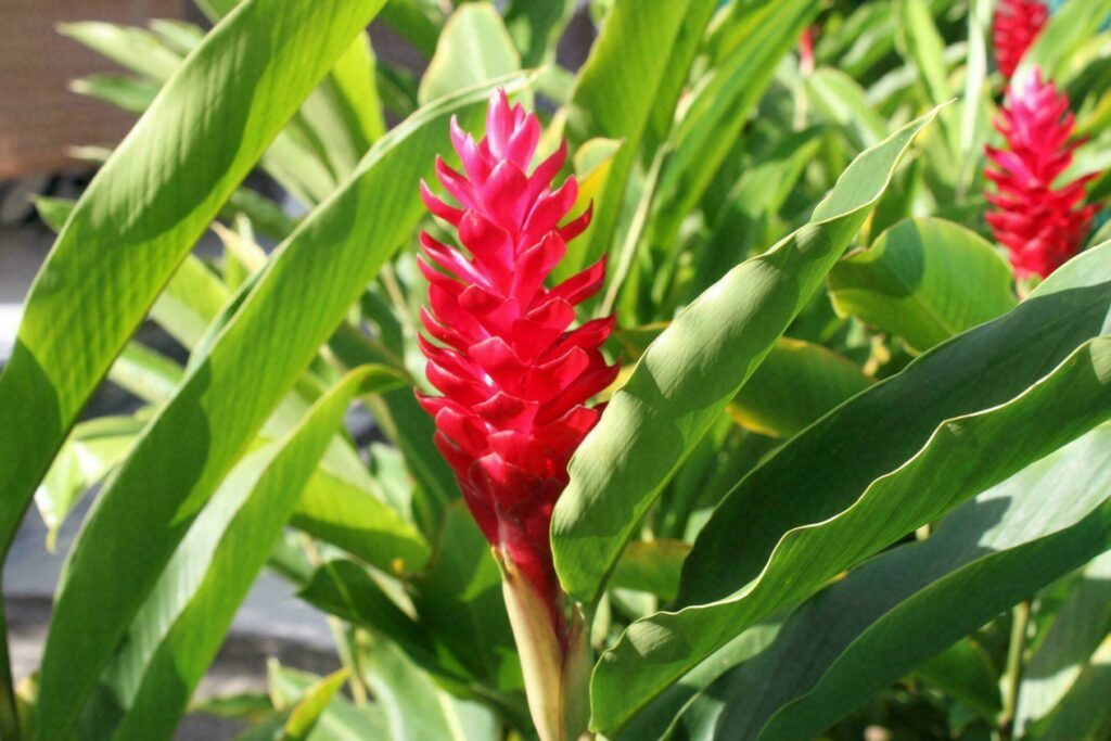 Guadeloupe flower