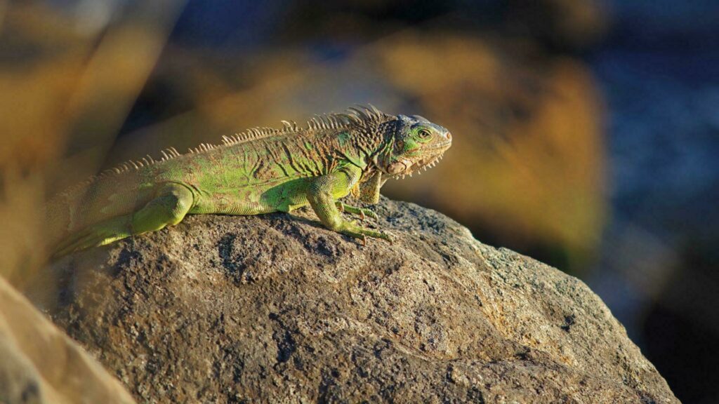 iguane guadeloupe