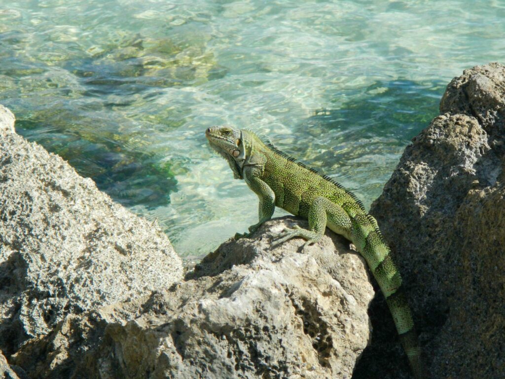 iguane guadeloupe