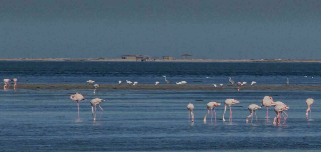 ile flamands roses à djerba