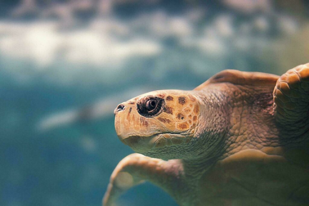 tortue guadeloupe