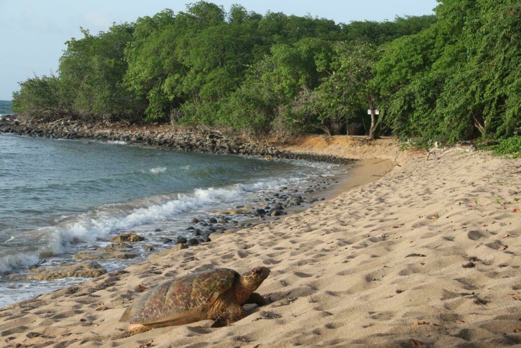 Guadeloupe tortoise