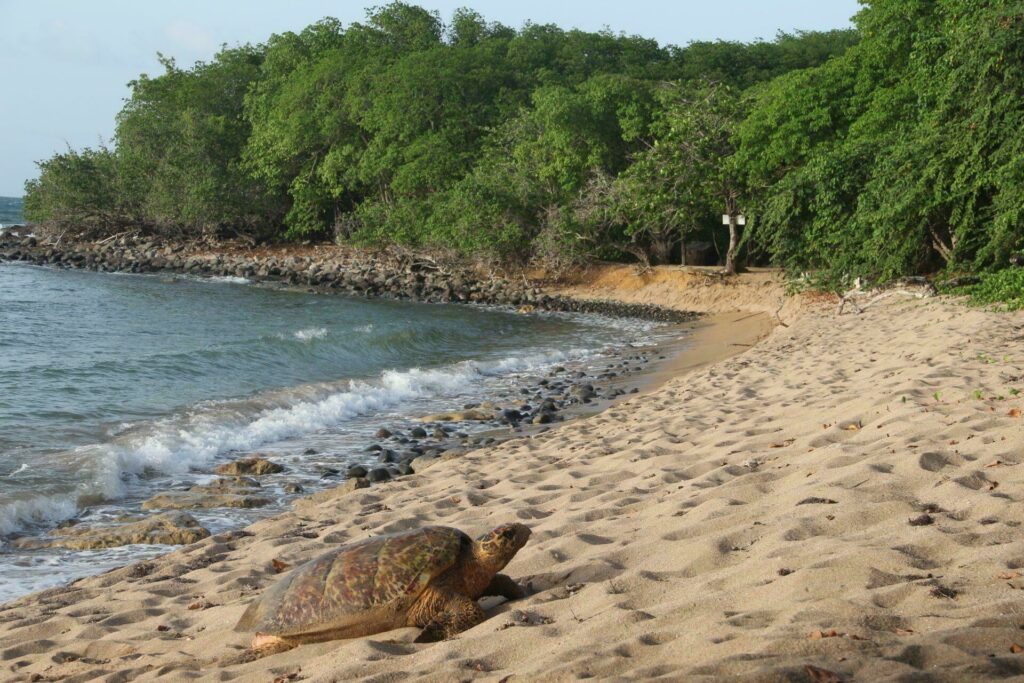 tortue guadeloupe