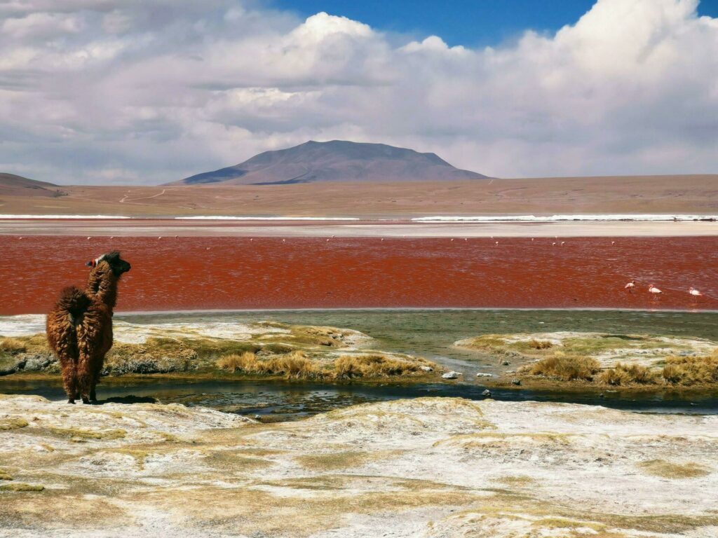 bolivie sud lipez