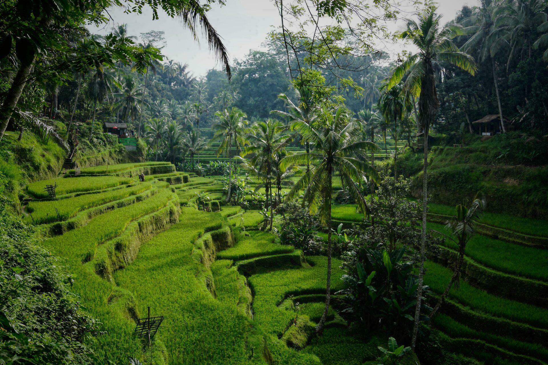 Découvrir Bali