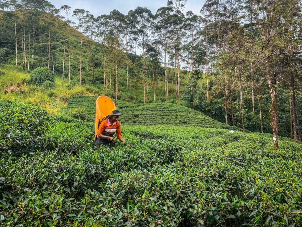 Cueilleuse de thé, Sri Lanka