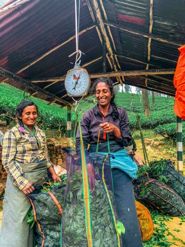 Incontournable : rencontre avec les cueilleuses de thé, Sri Lanka