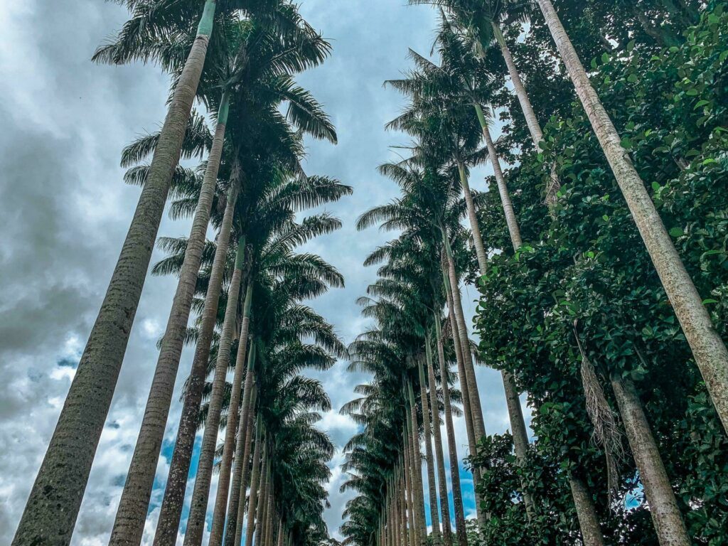 Jardin botanique de Kandy, Sri Lanka