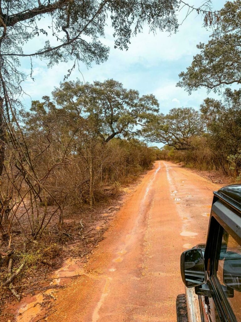 Faire un safari au Sri Lanka