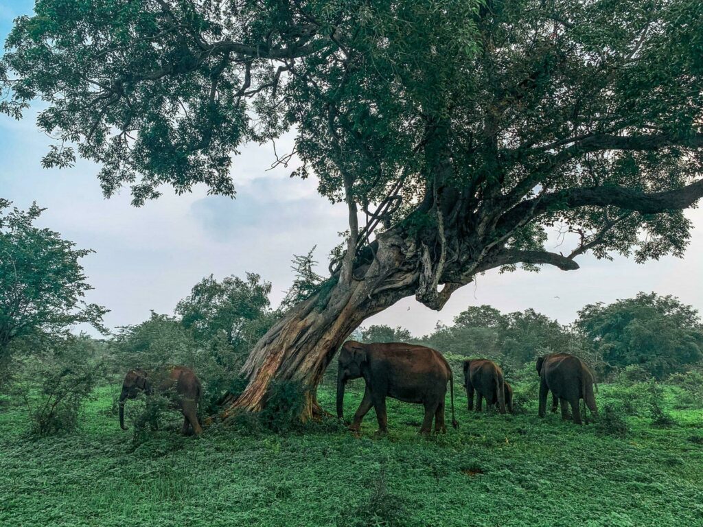 Les éléphants du Sri Lanka